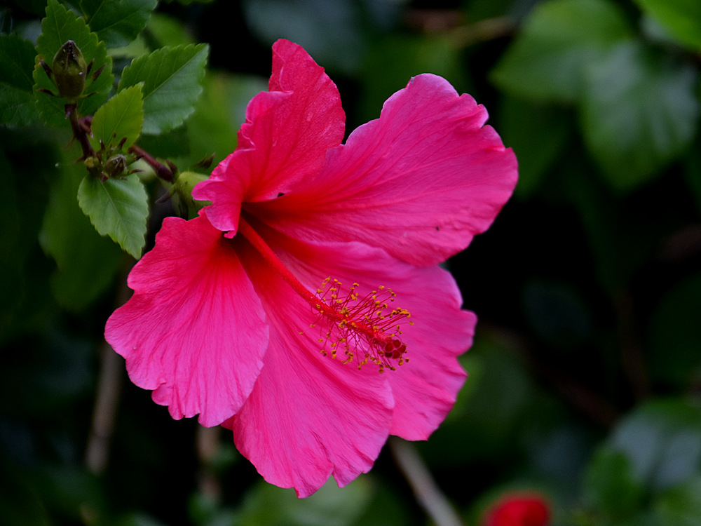 PinkFlower.jpg
