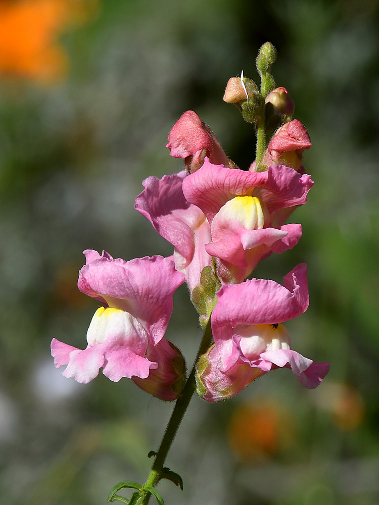 PinkFlower.jpg