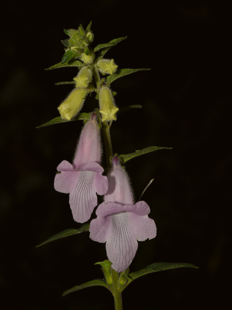 PinkFlower.jpg
