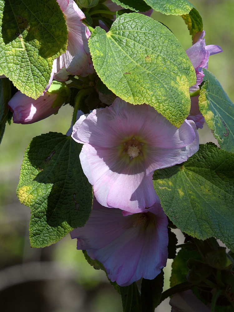 PinkFlower.jpg