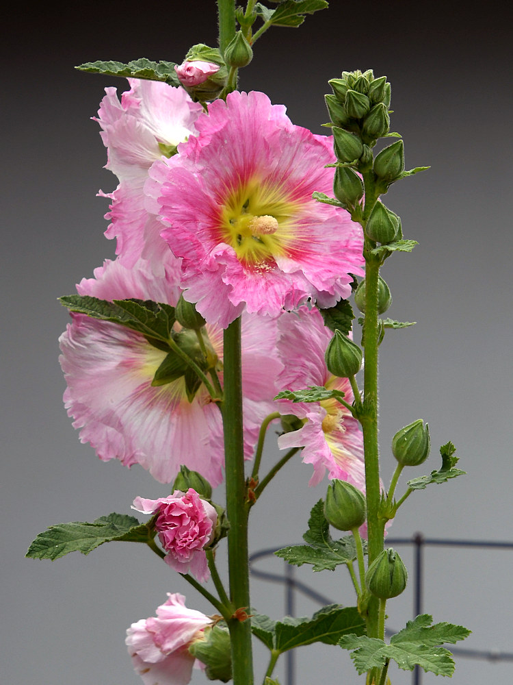 PinkFlower.jpg