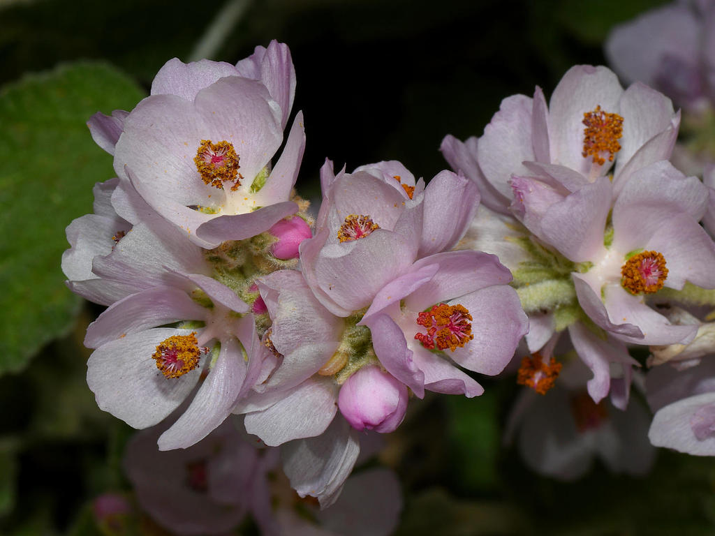 PinkFlower.jpg