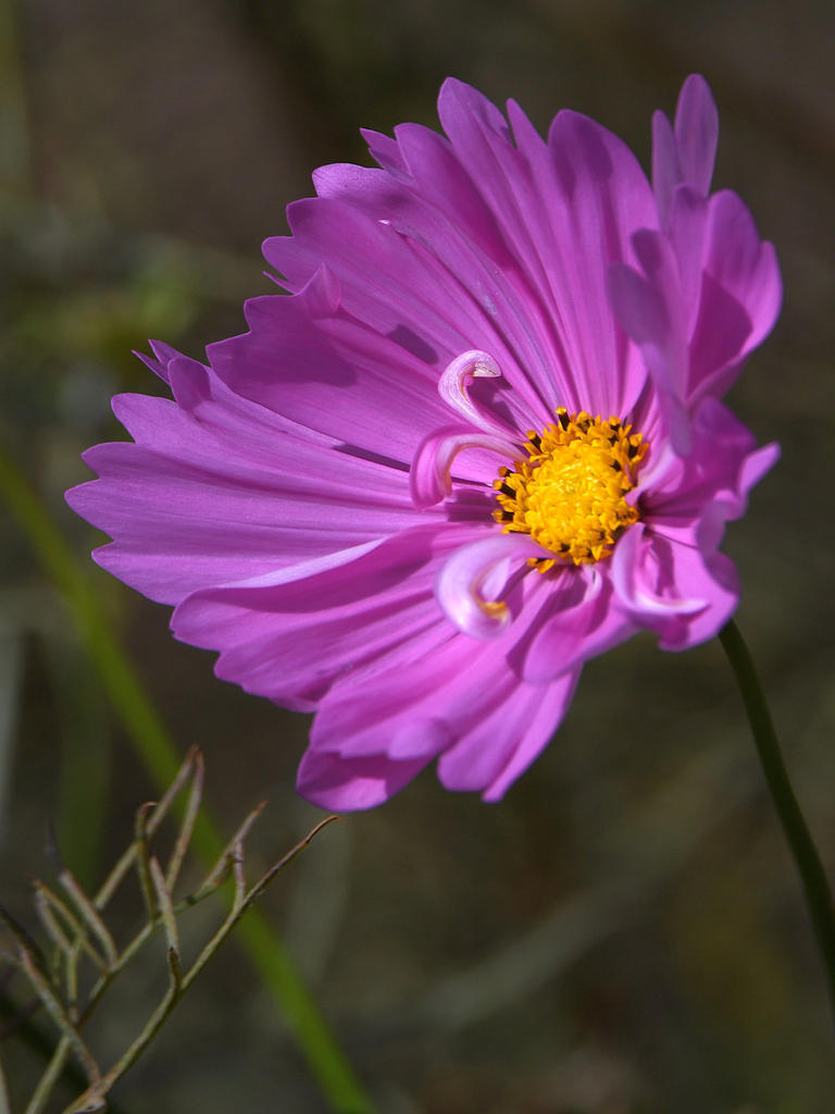 PinkFlower.jpg