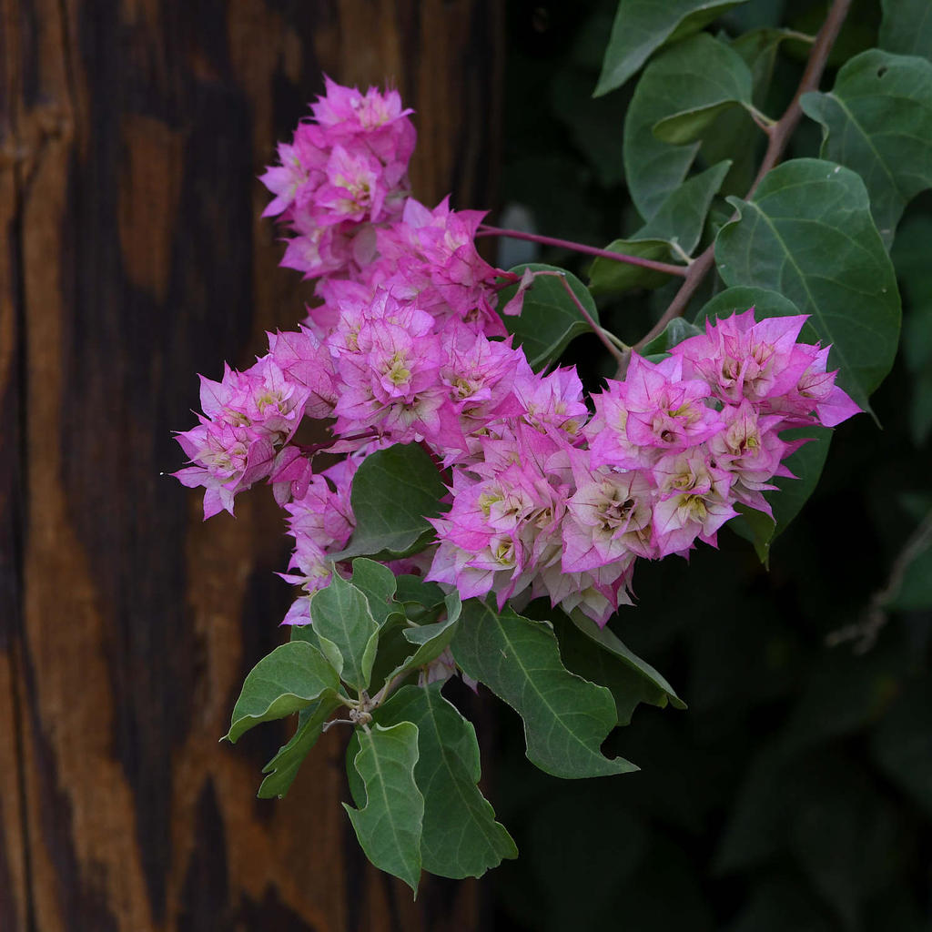 PinkFlower.jpg