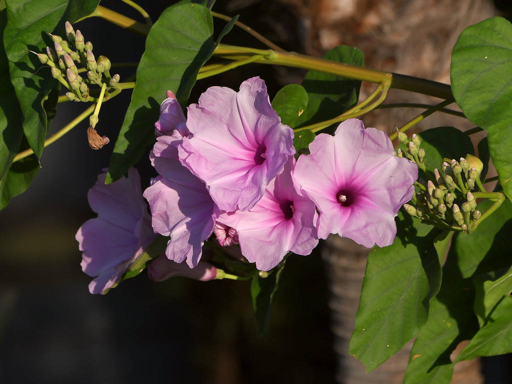PinkFlower.jpg