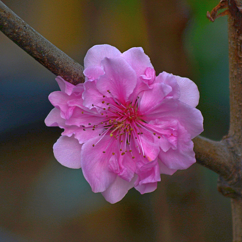 PinkFlower.jpg