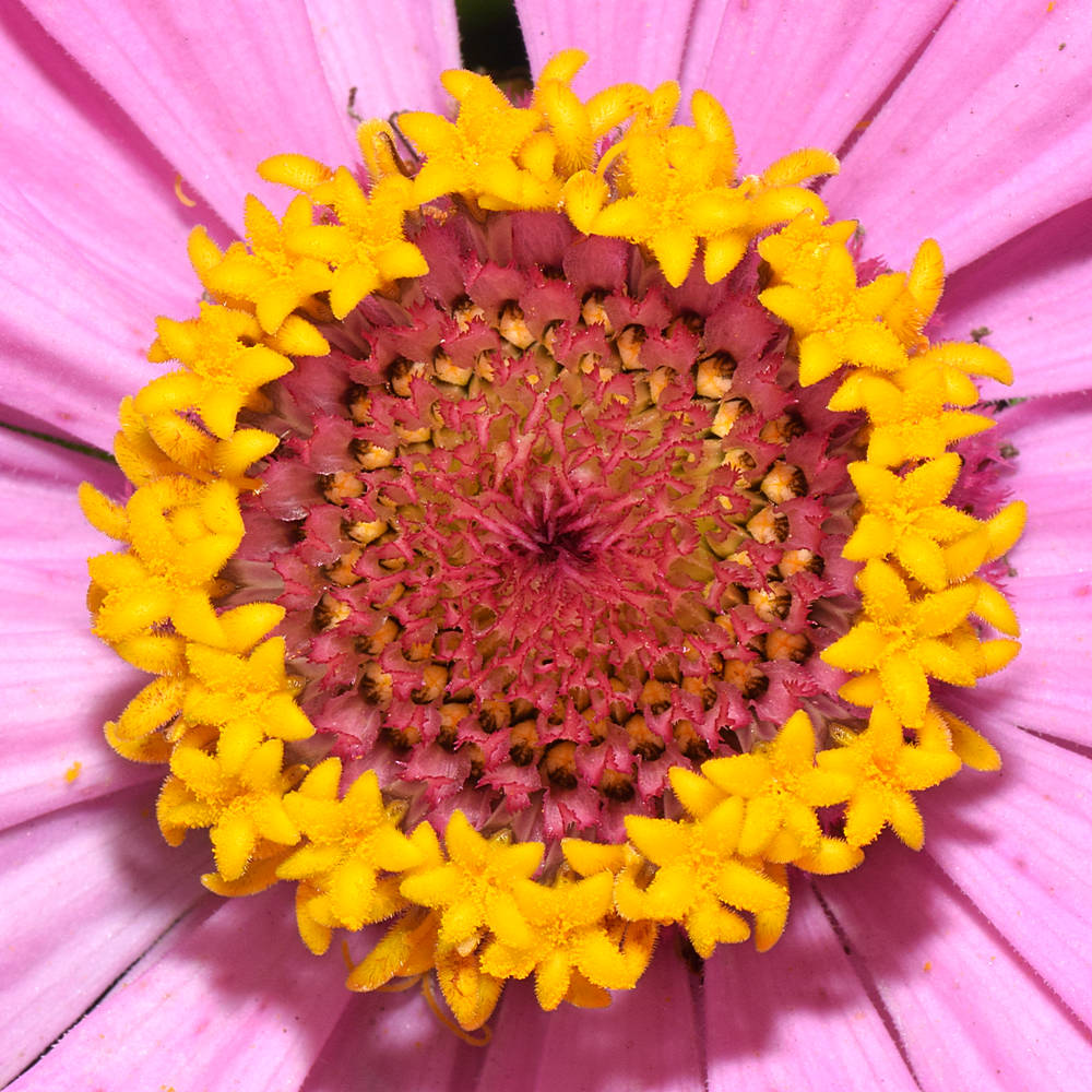 PinkFlower2.jpg