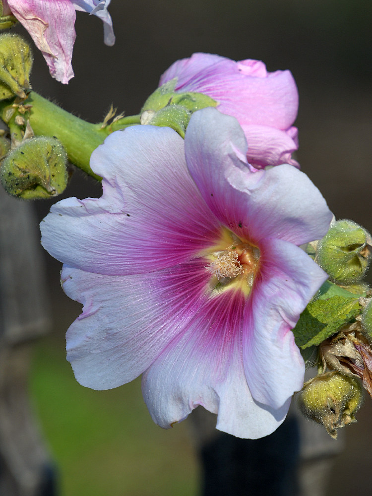PinkFlower2.jpg