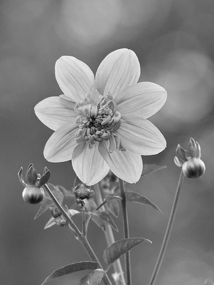 PinkFlowerBW.jpg
