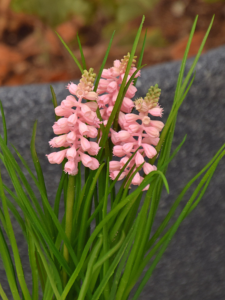 PinkFlowers.jpg