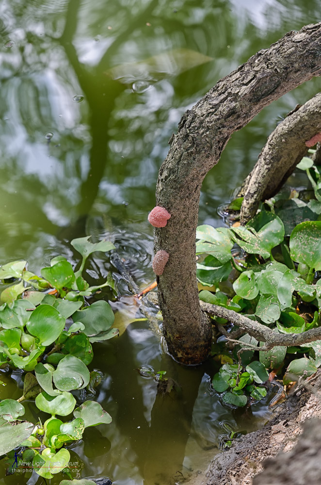 pinkfunghi-1.jpg