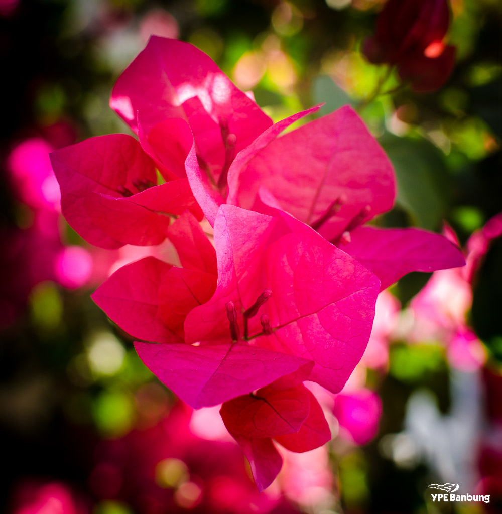 pinkish-1.jpg