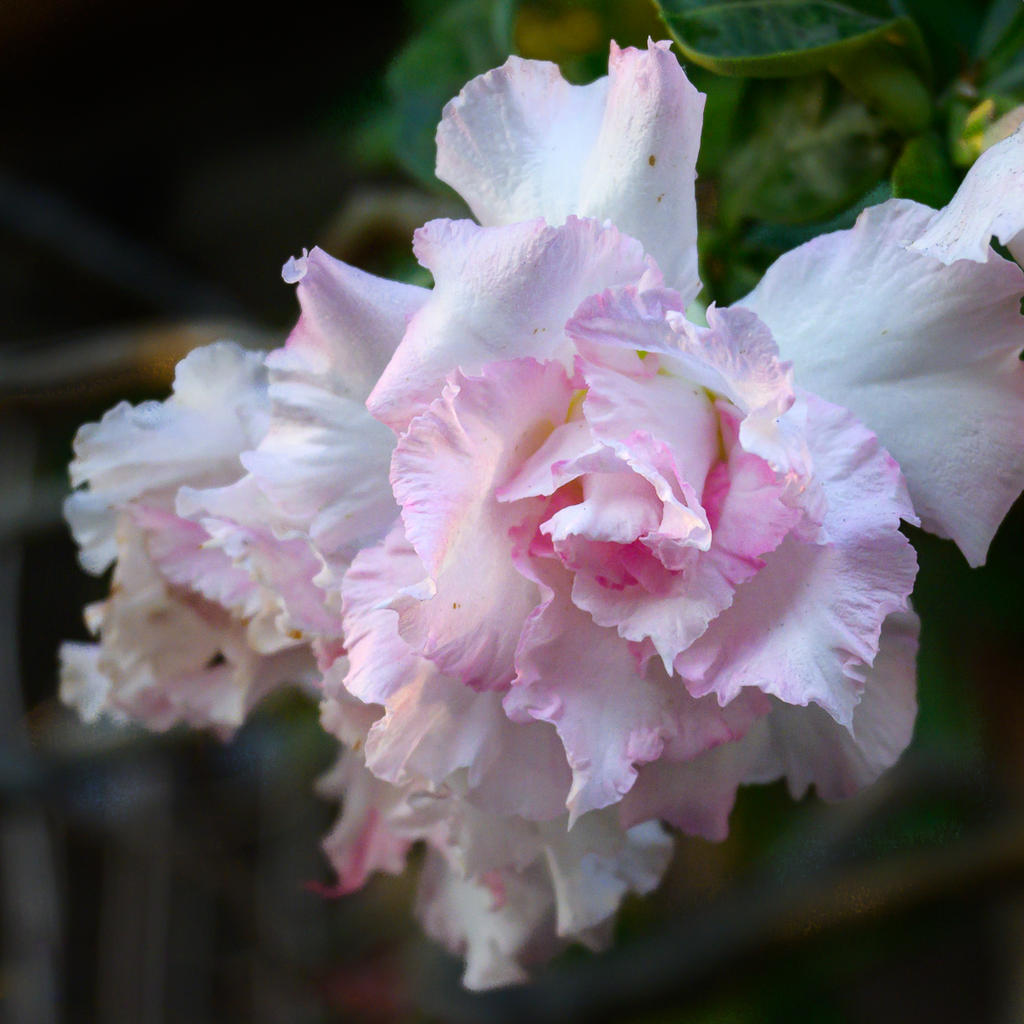 pinkish-flower-1-2.jpg