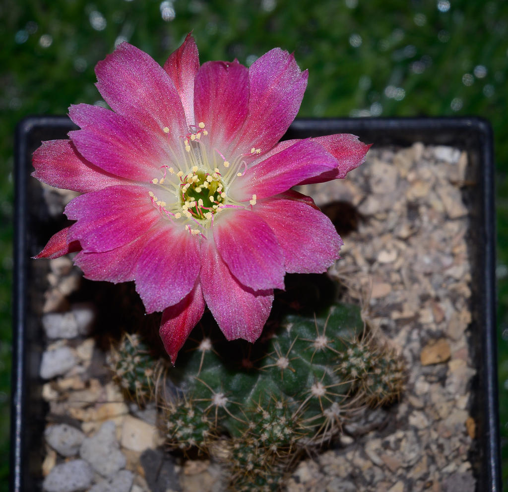 pinkish-purple-blossom-cactus-1.jpg