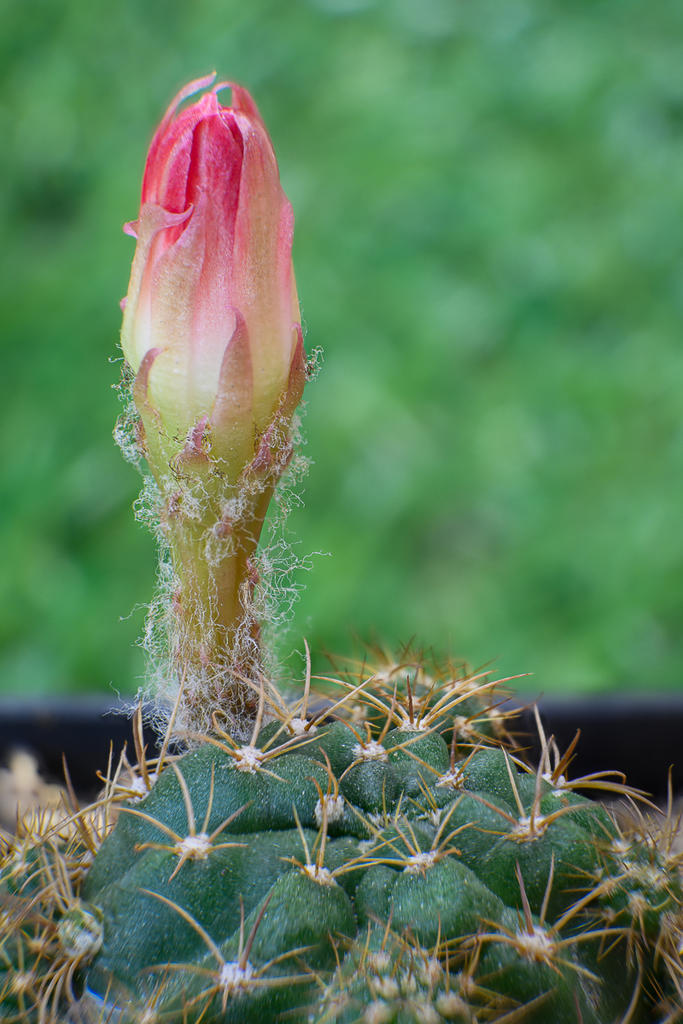 pinkish-purple-blossom-cactus.jpg