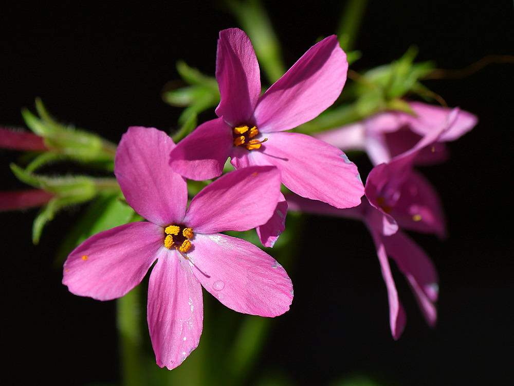 PinkPhlox.jpg