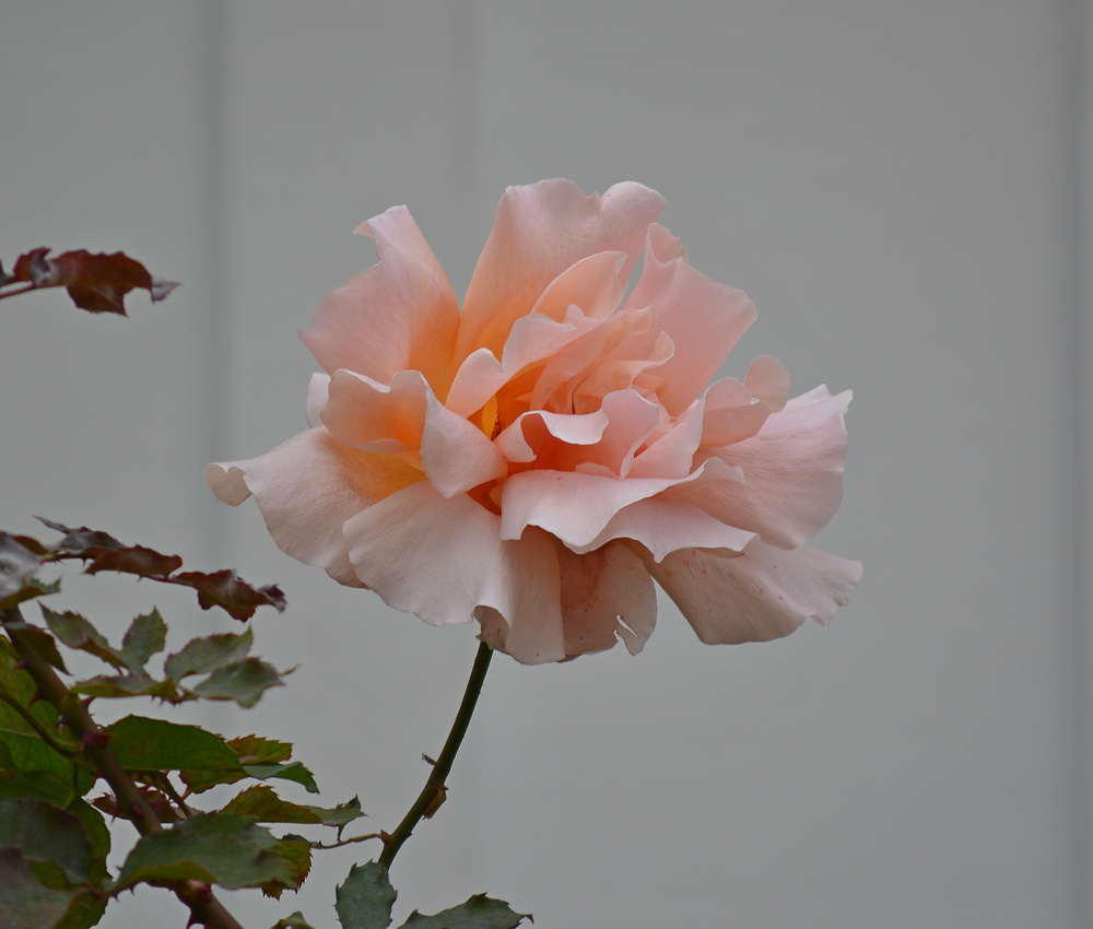PinkRose.jpg
