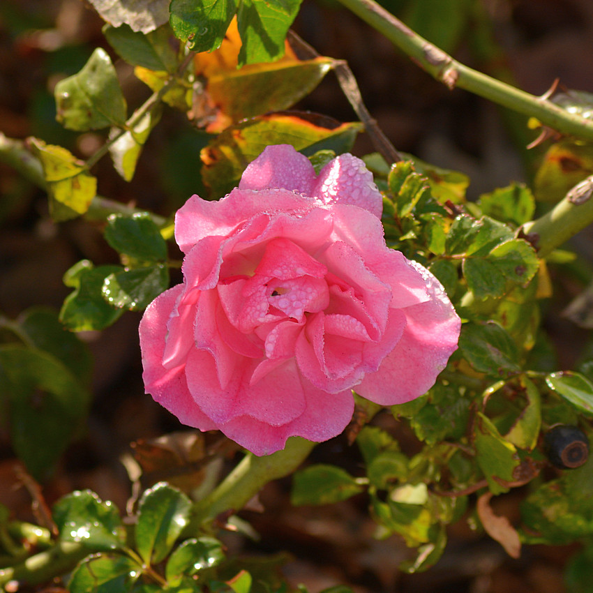 PinkRose.jpg