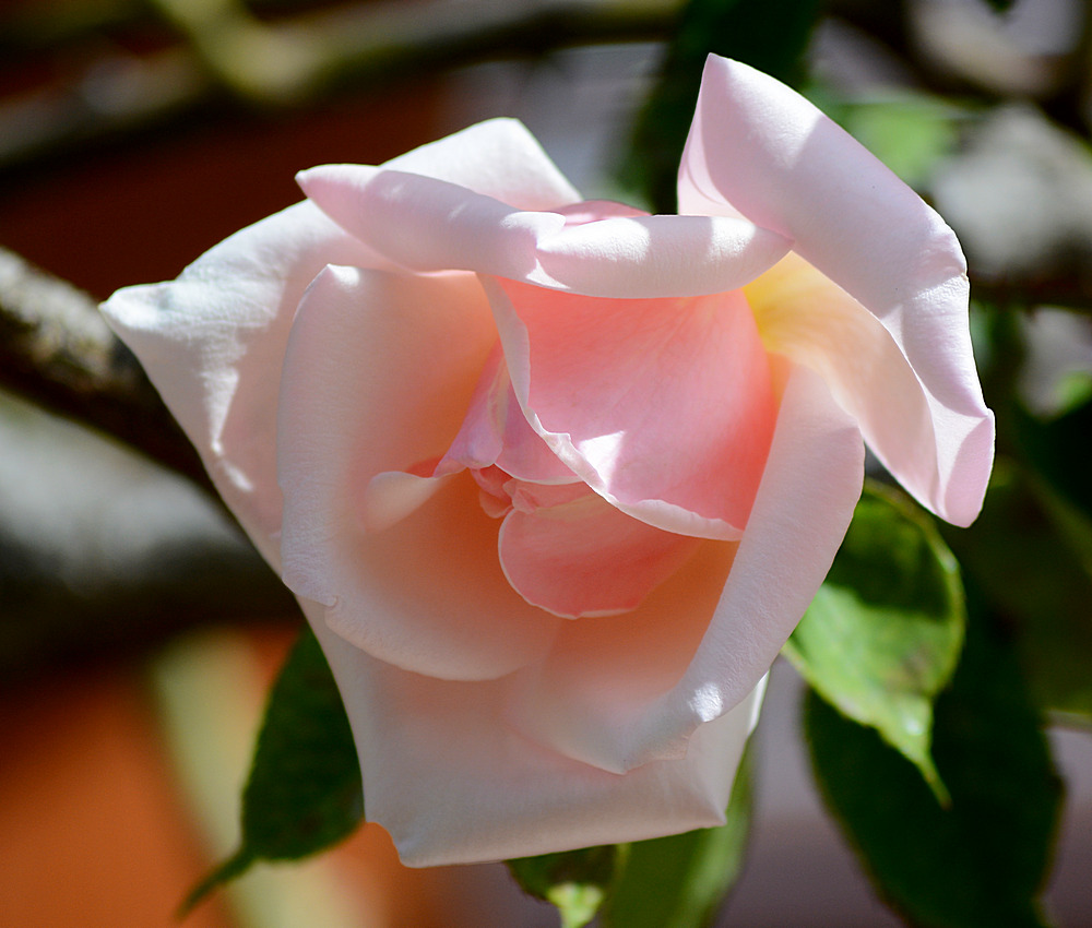 PinkRose.jpg