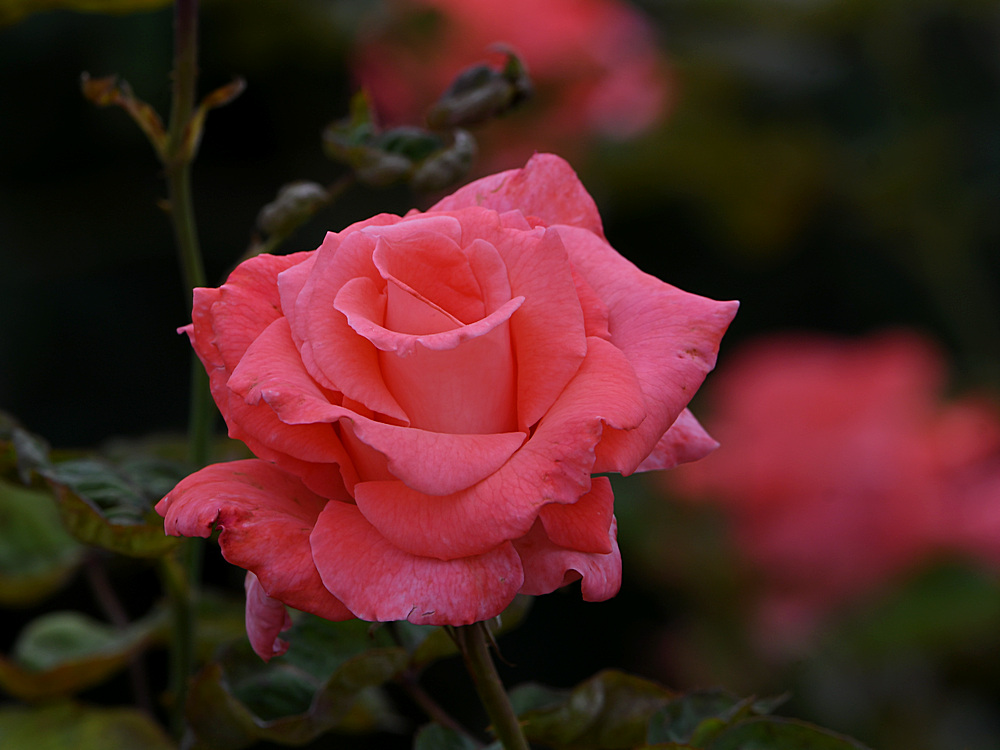 PinkRose2.jpg