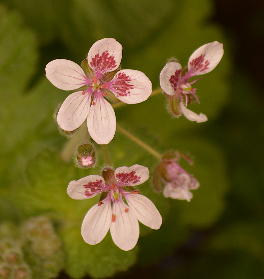 Pinks12Jan2014.jpg