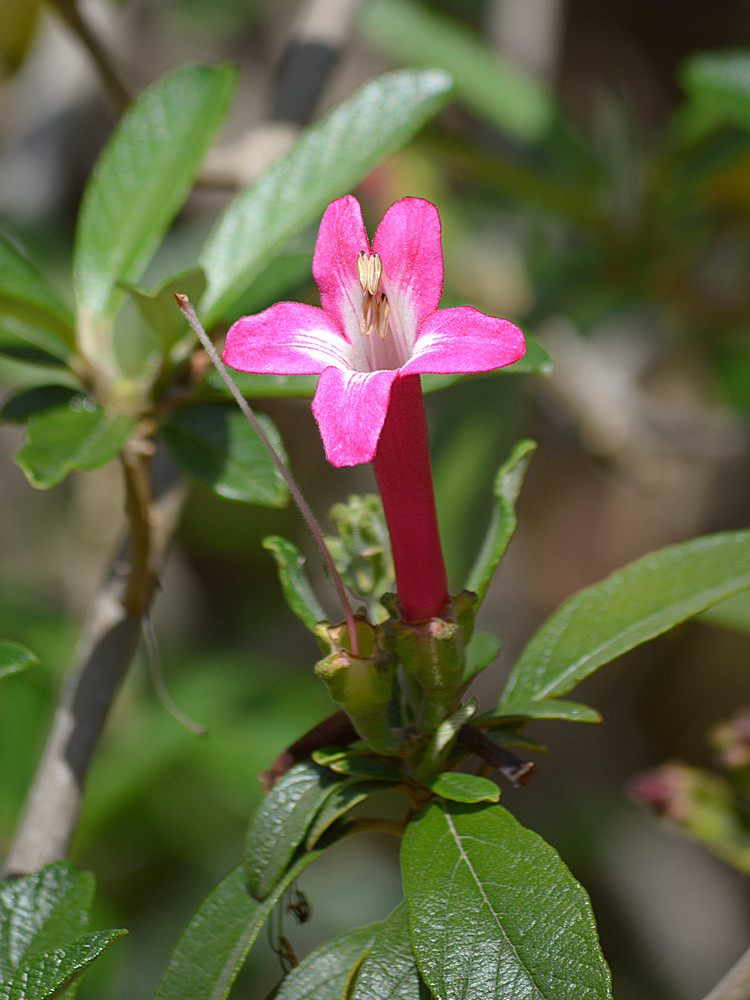 PinkTubeFlower.jpg