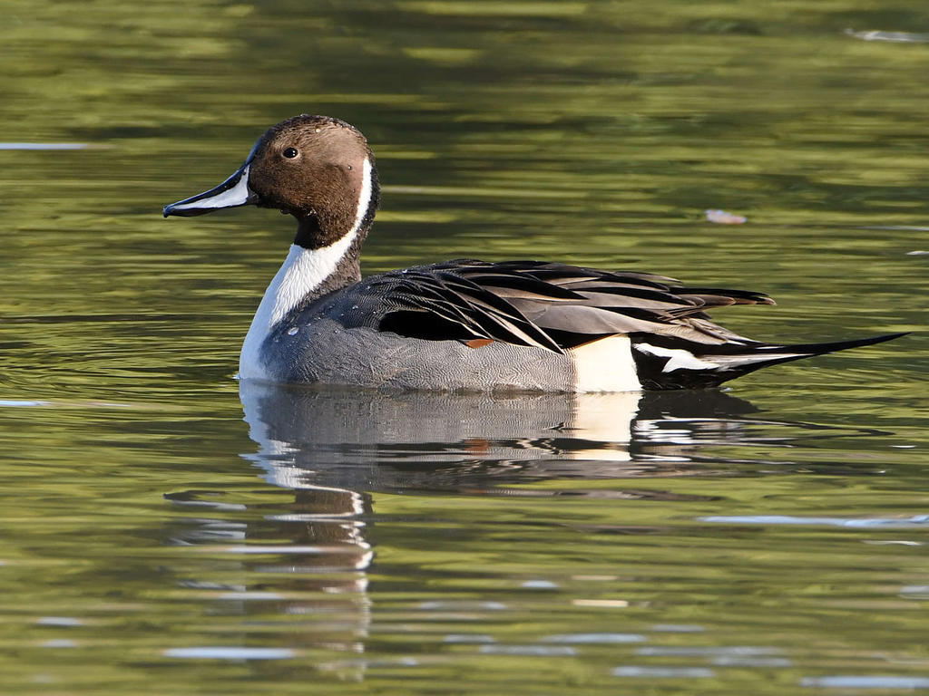 Pintail3.jpg