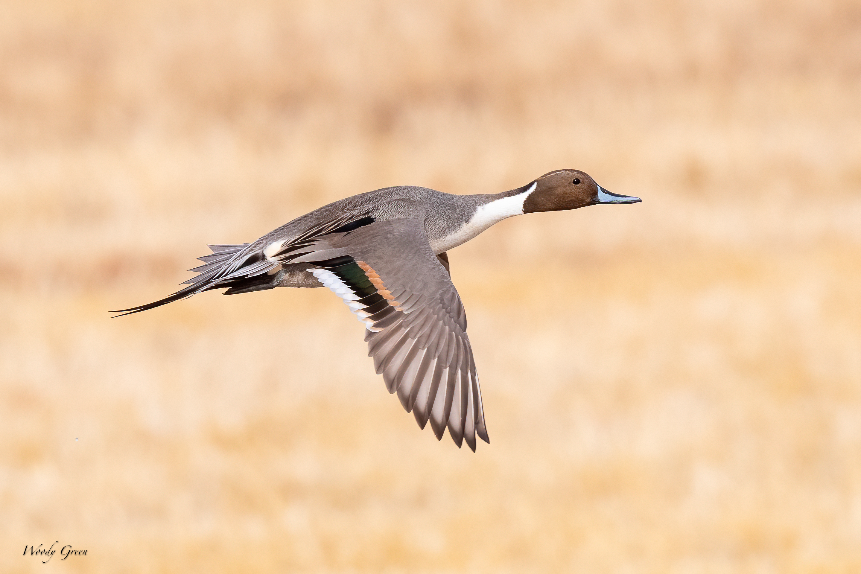 PintailFlight-242.jpg