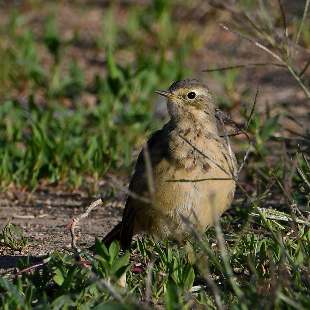 Pipit.jpg