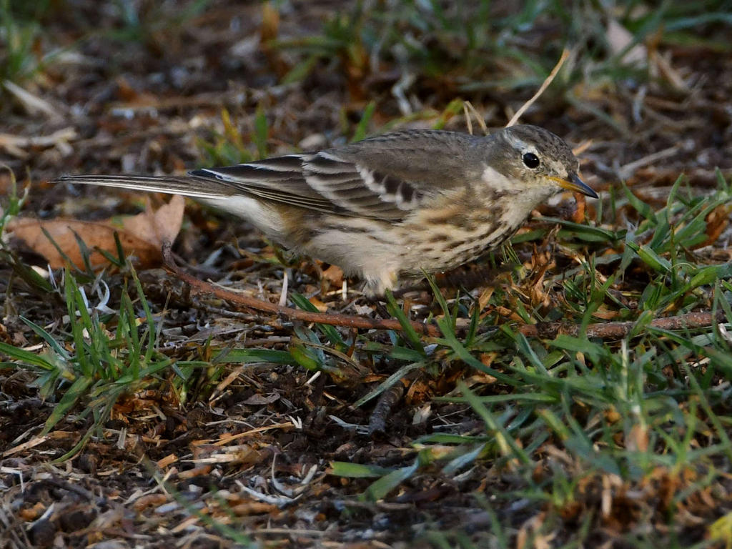 Pipit.jpg