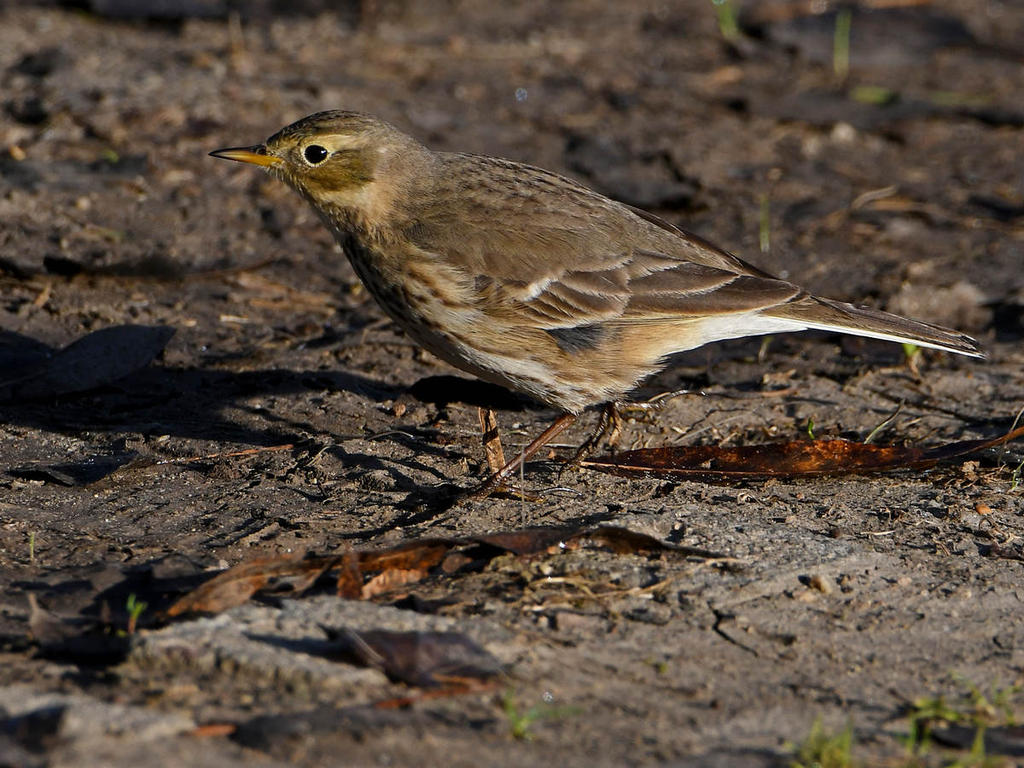 Pipit.jpg