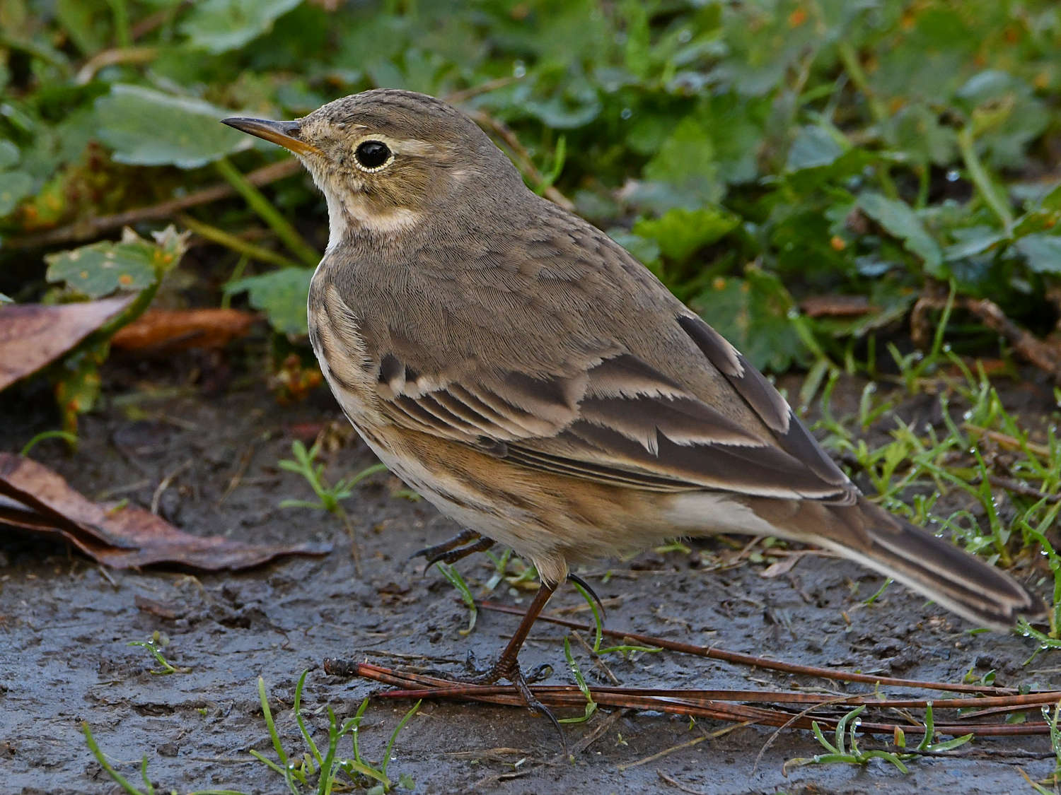 Pipit10.jpg