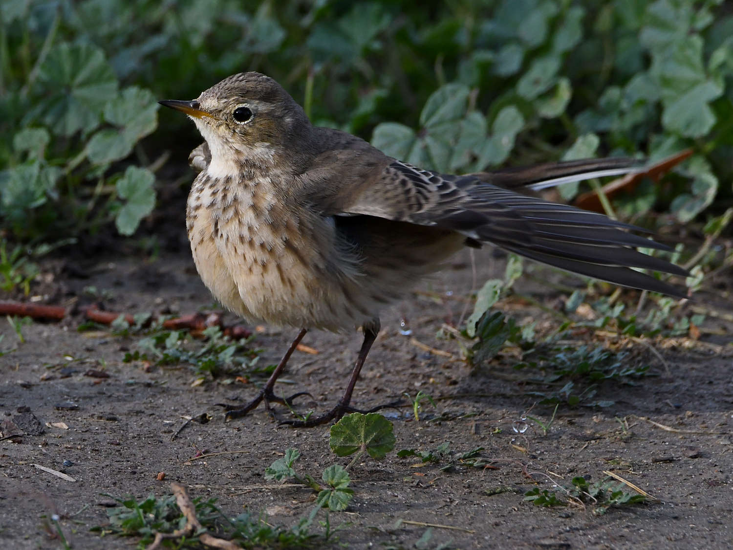 Pipit18.jpg