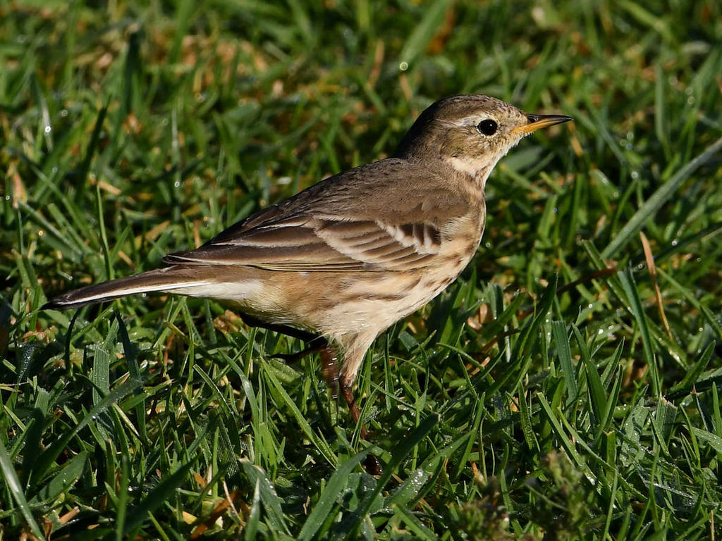 Pipit2.jpg