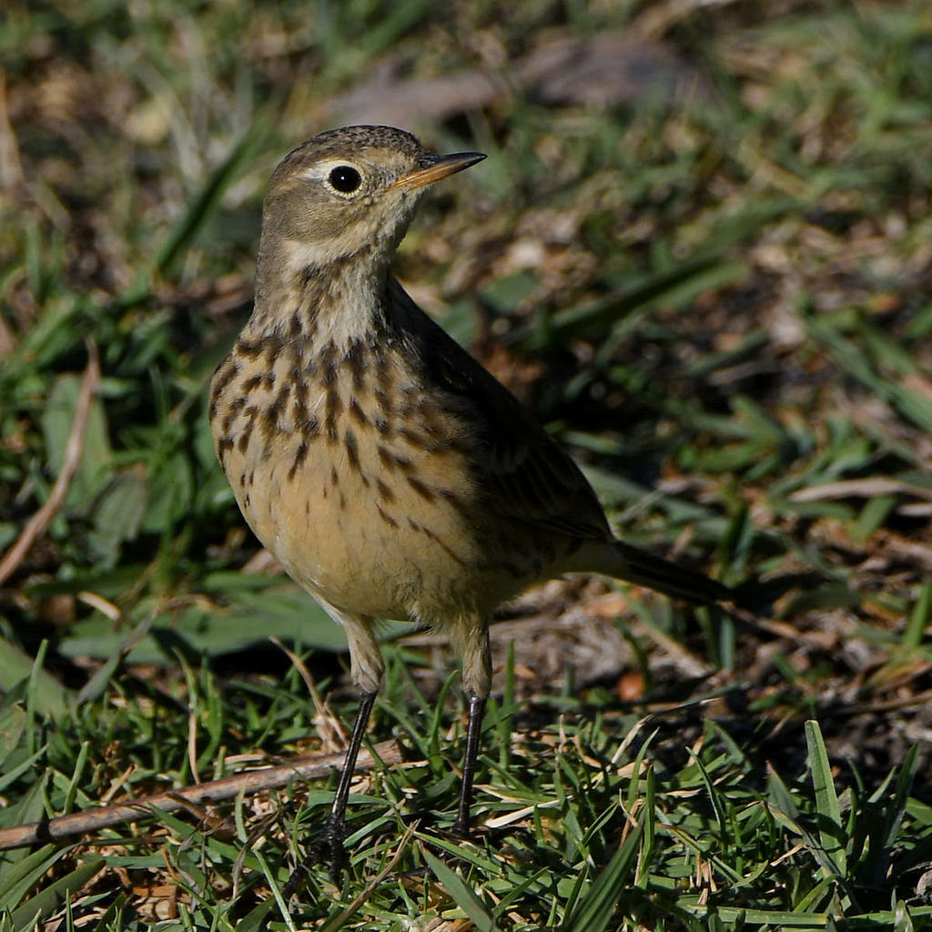 Pipit3.jpg