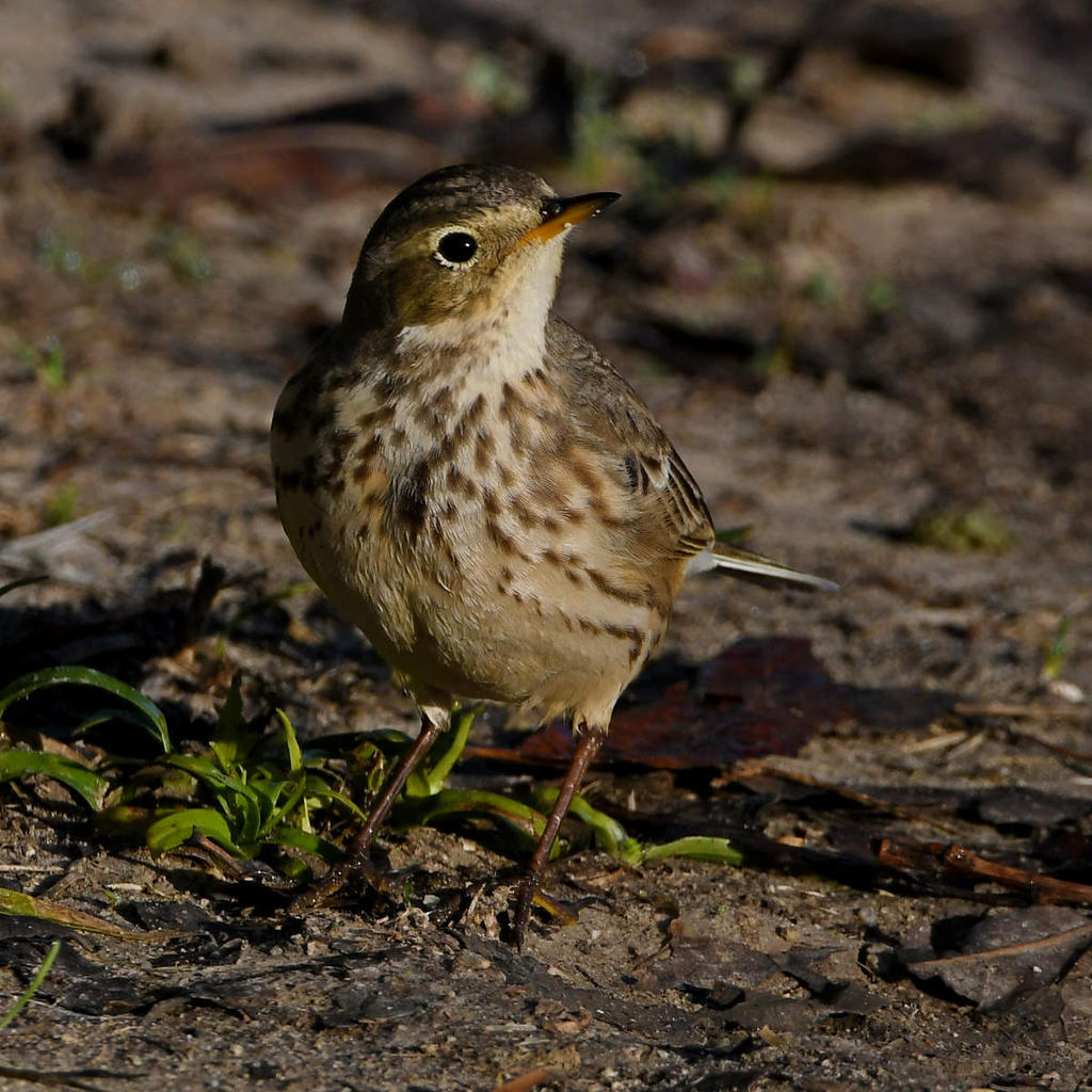 Pipit3.jpg