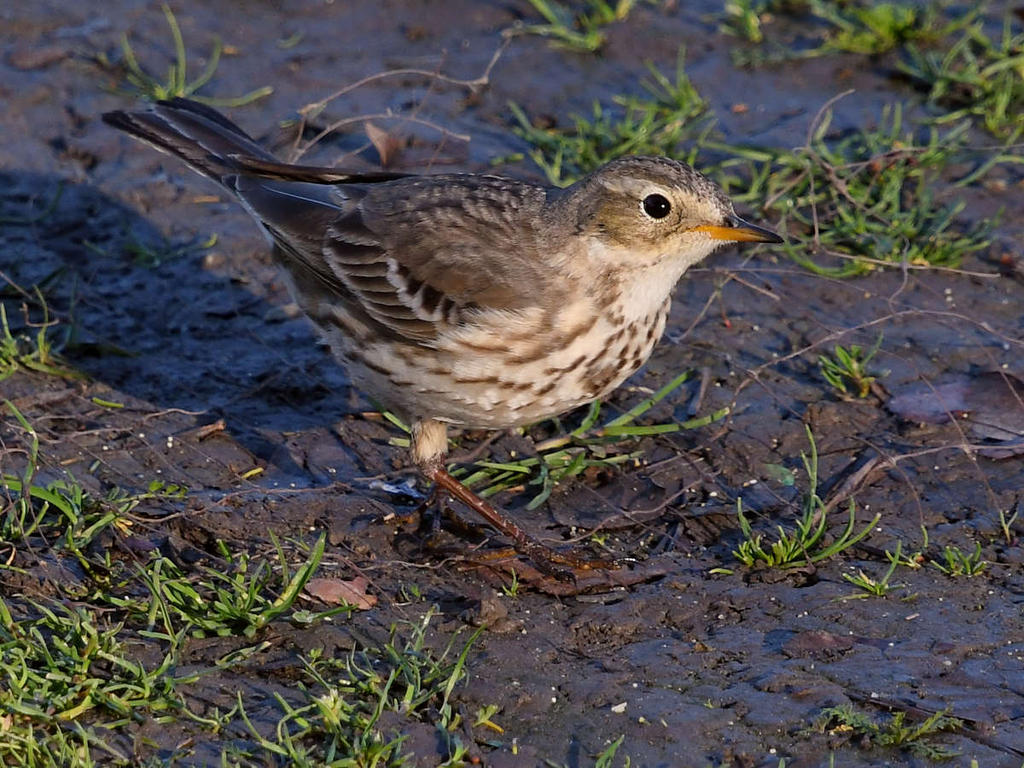 Pipit3.jpg