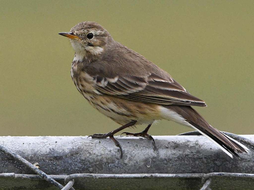Pipit4.jpg