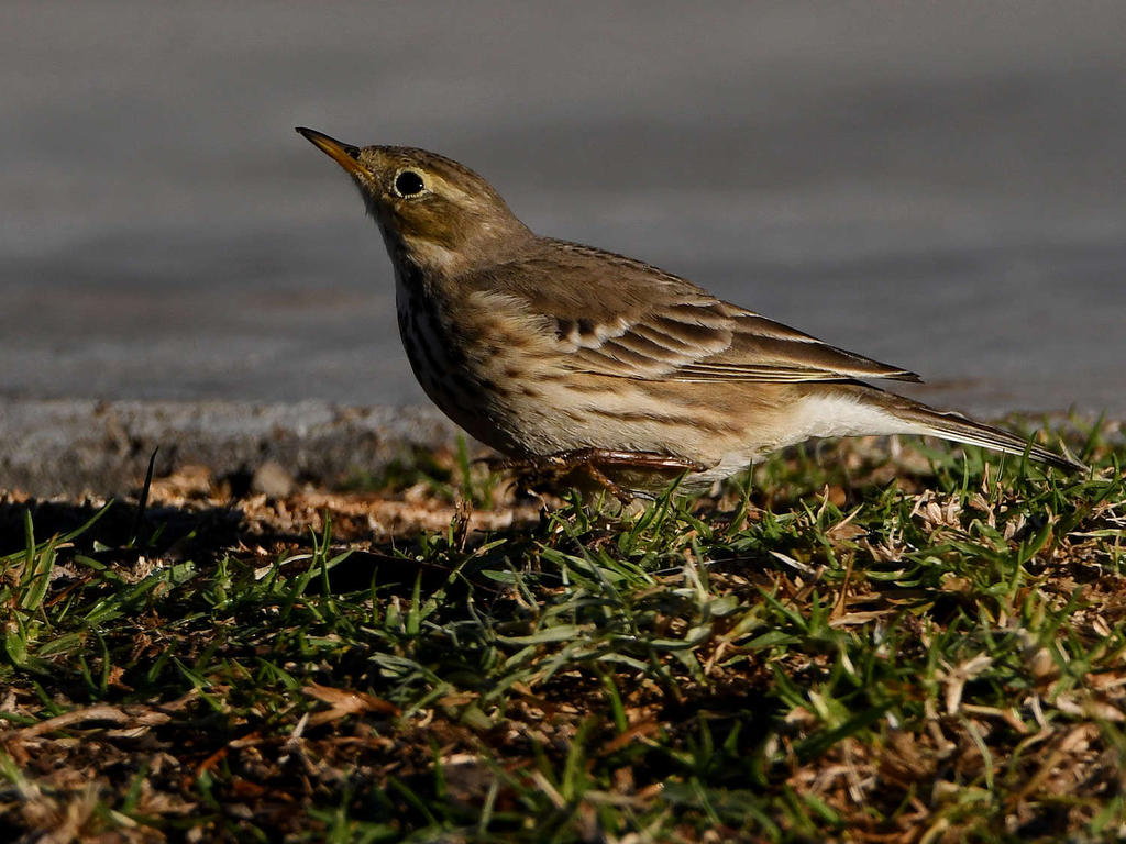 Pipit4.jpg