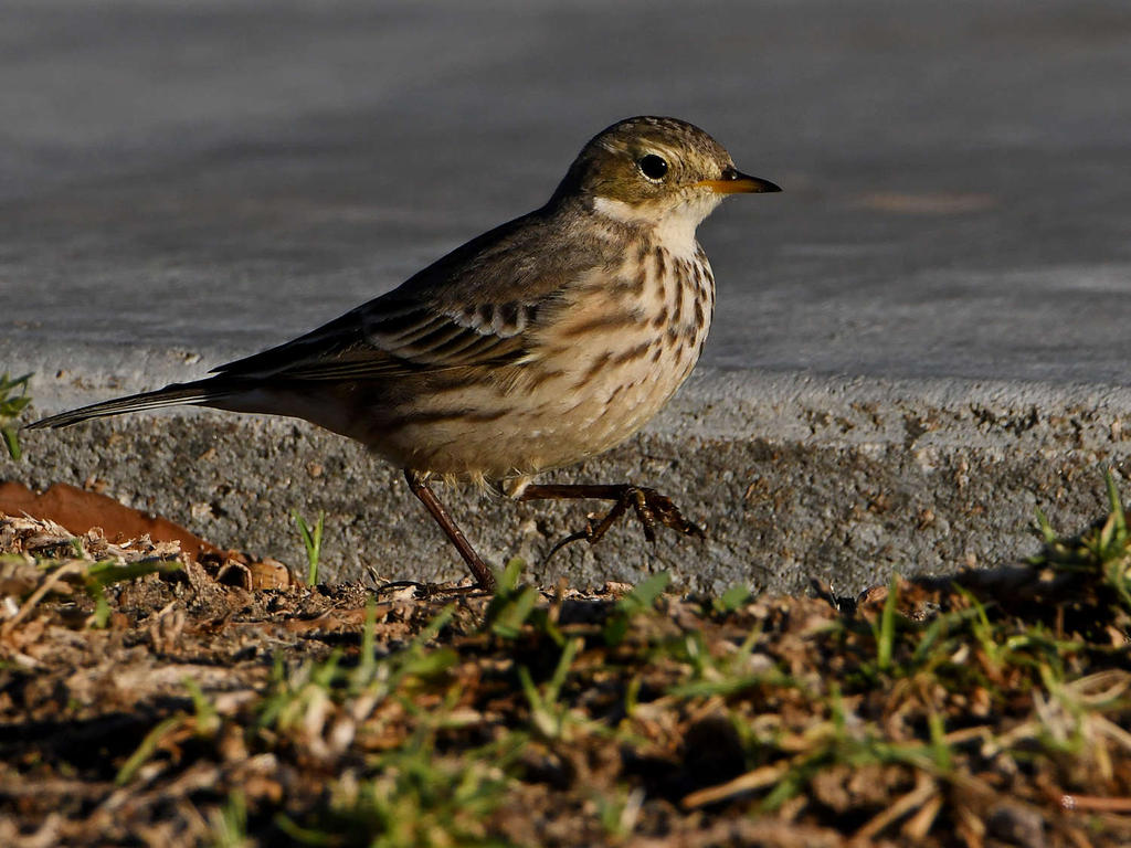 Pipit5.jpg