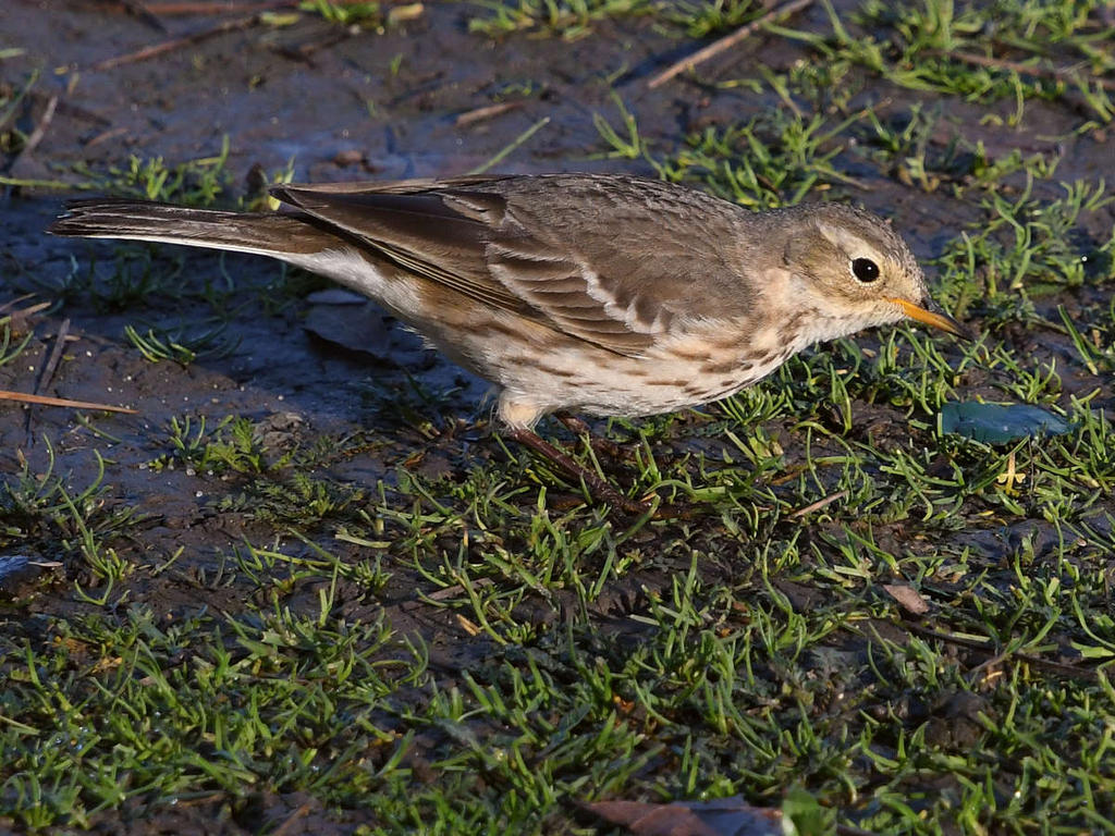Pipit5.jpg