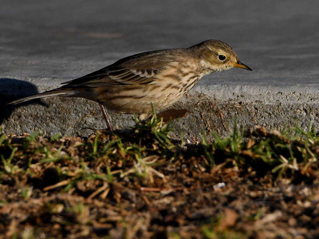 Pipit6.jpg