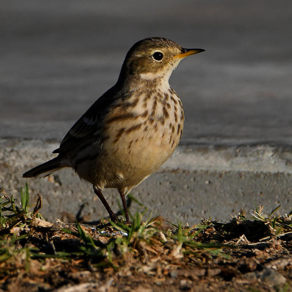 Pipit7.jpg
