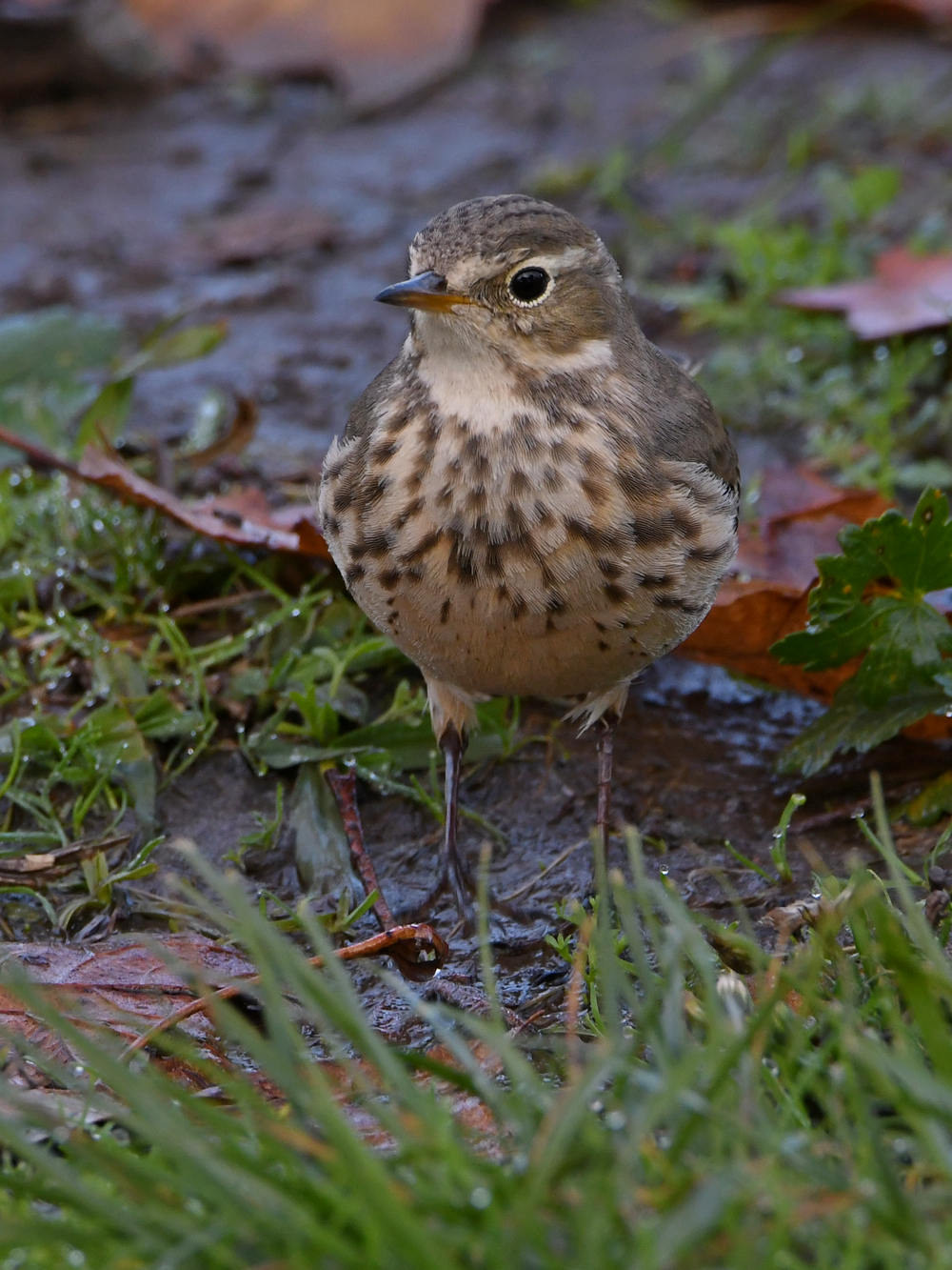 Pipit8.jpg