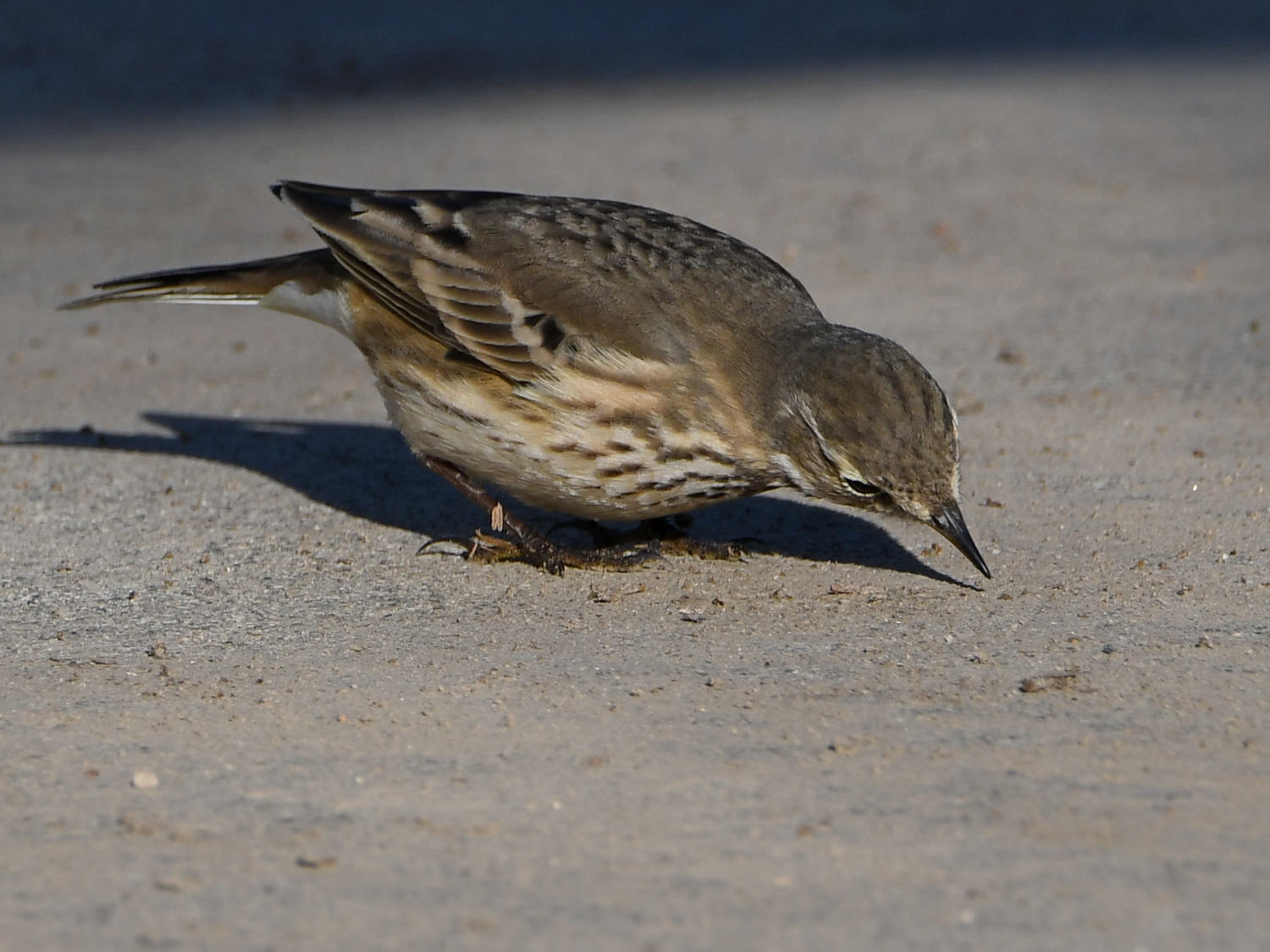 Pipit8.jpg