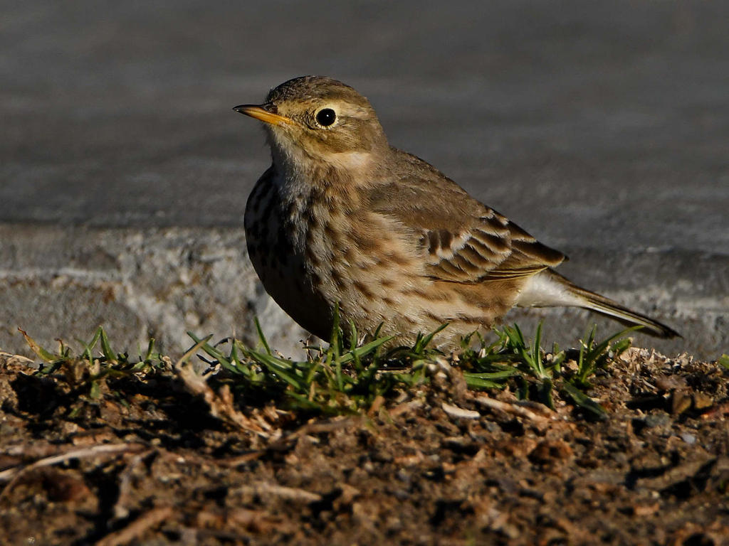 Pipit9.jpg