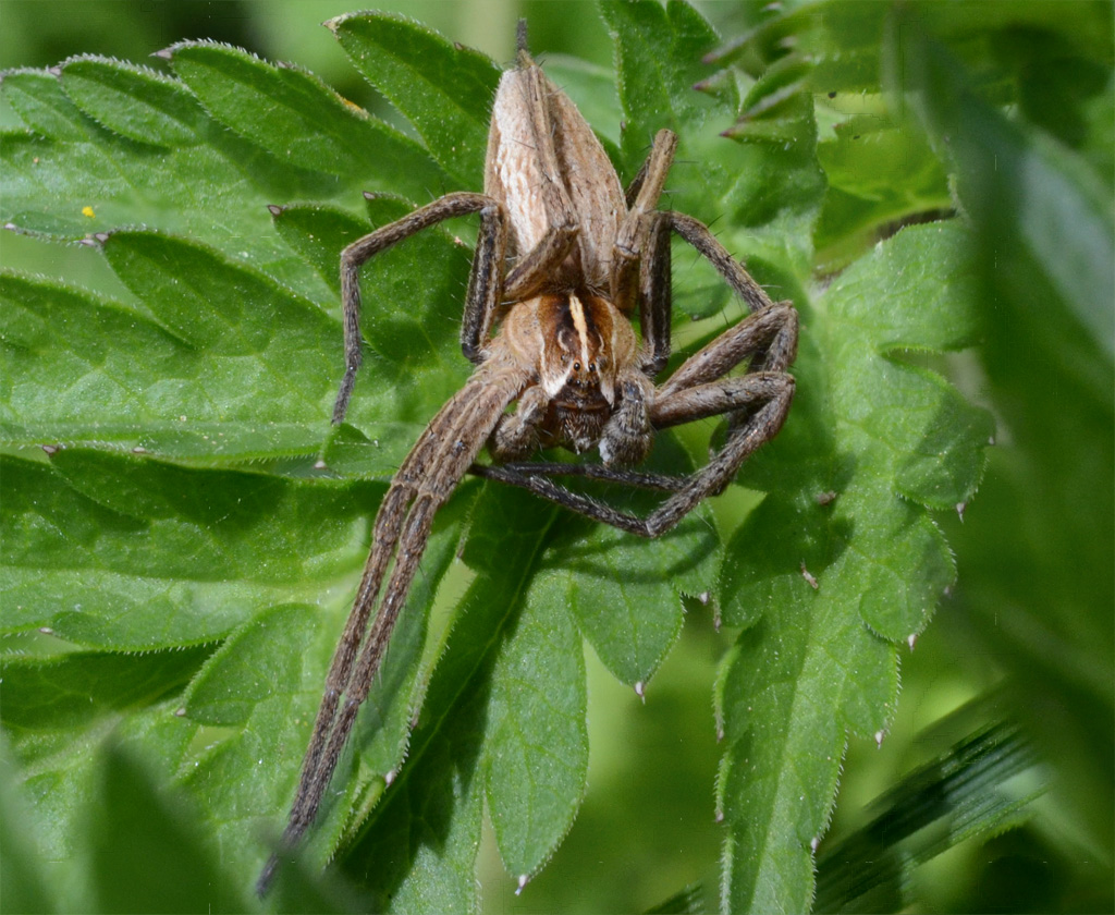 pisaura mirabilis 2.jpg