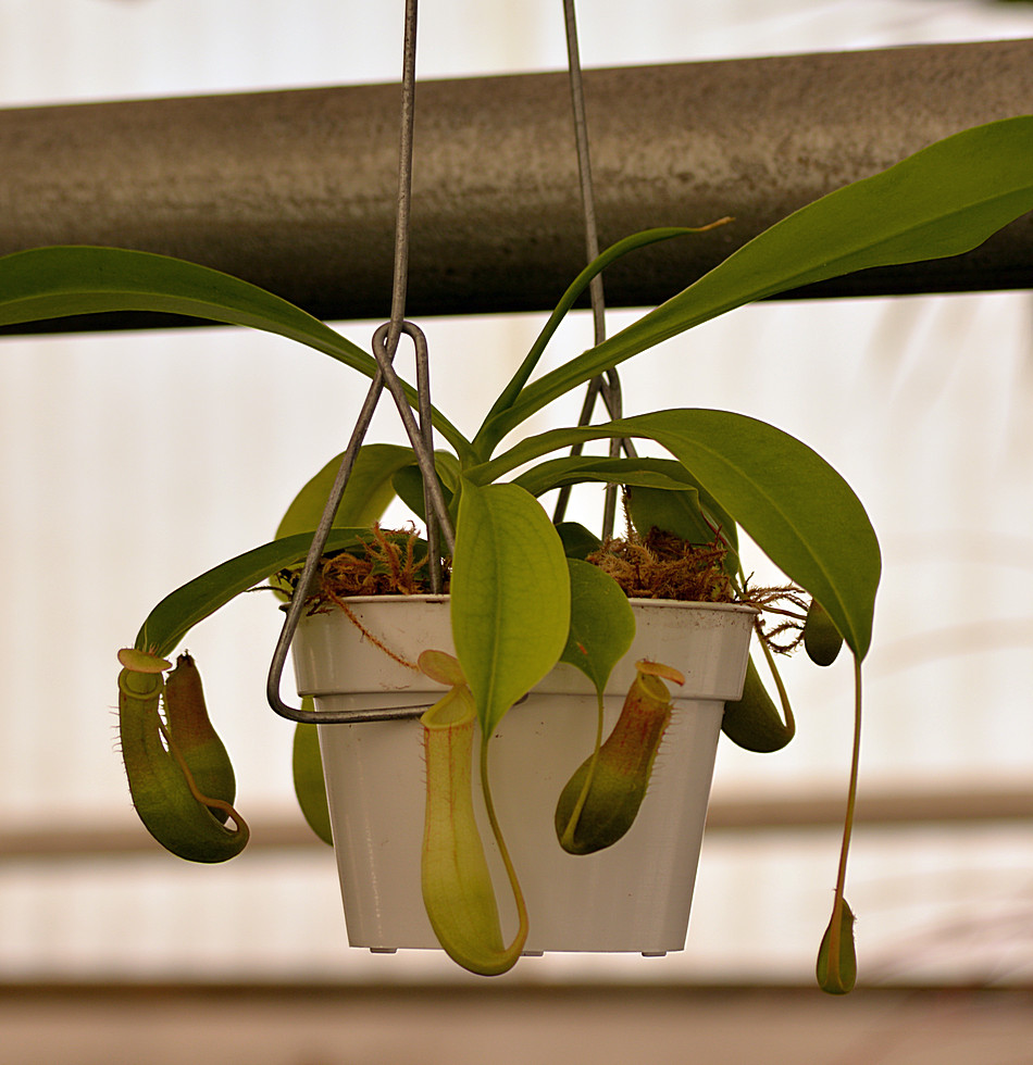 PitcherPlant25Nov.jpg