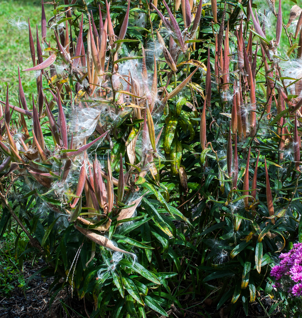 plant 1 cropped resize.jpg