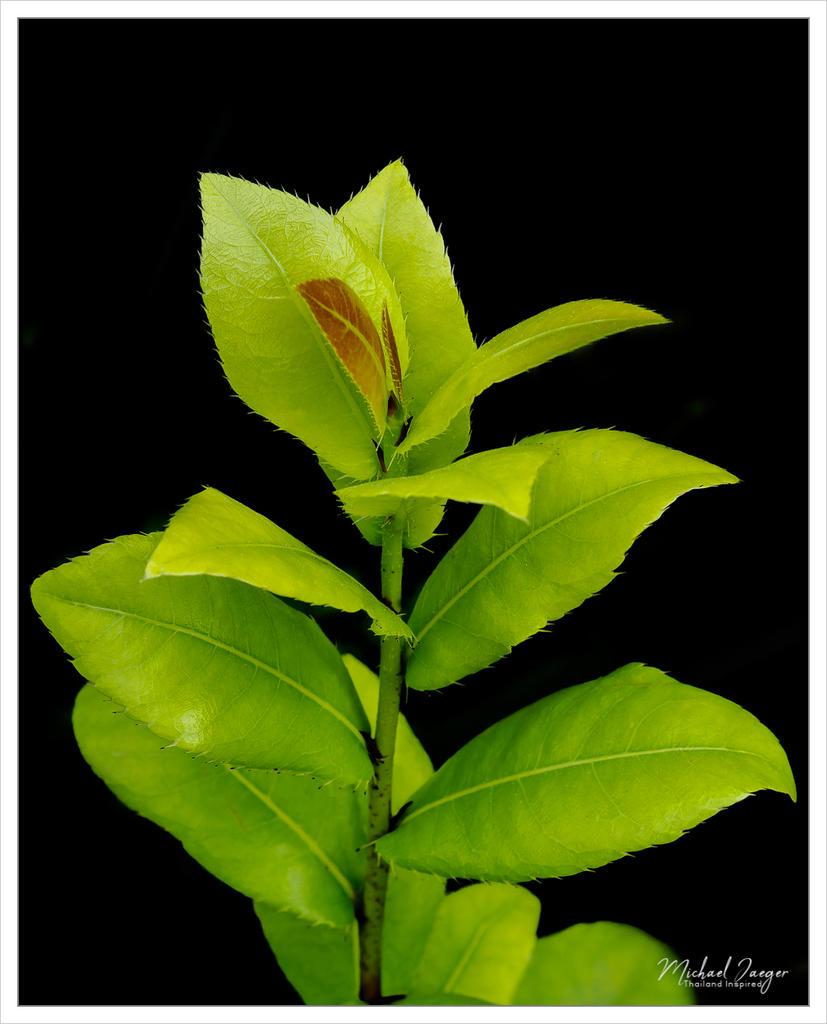 plant-1.jpg